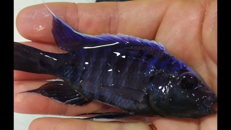 Copadichromis parvus 'Nkhungu Reef'